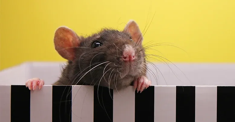 Какие витамины и лакомства нужны домашним грызунам