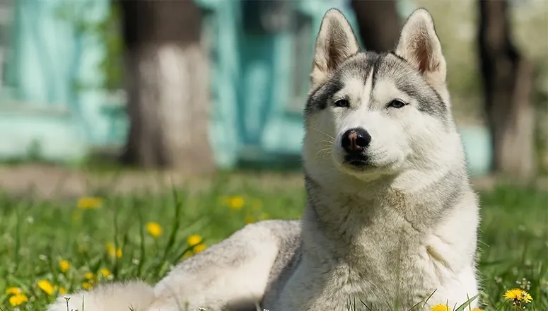 Течка у собак: признаки, стадии, продолжительность, уход