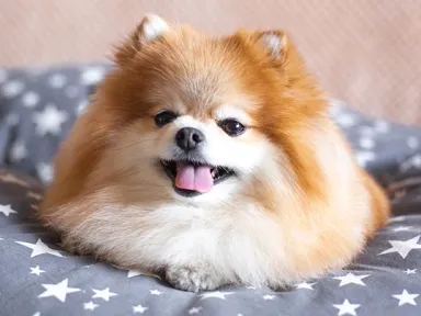 Лежанки для собак: виды, особенности и правила выбора