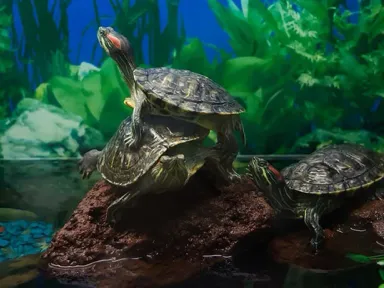 Кормление сухопутной черепахи в домашних условиях