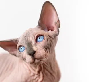 Нужен ли специальный шампунь для лысых кошек и собак, как выбрать