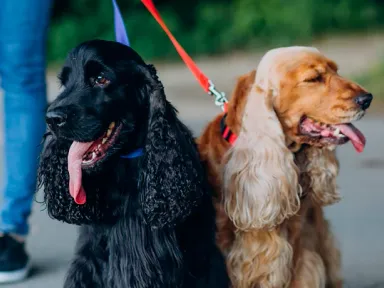 Поводки для собак: виды, назначение, особенности выбора