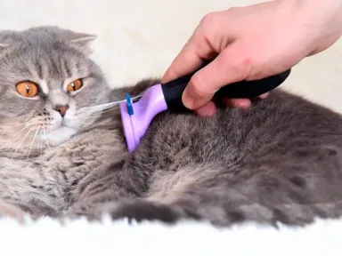 Фурминатор для кошек: устройство, как выбрать и использовать
