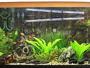 Живые или искусственные растения для аквариума: плюсы и минусы