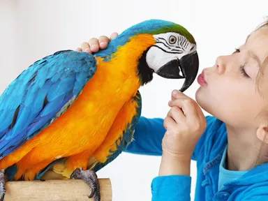 Витамины и минеральные подкормки для попугаев