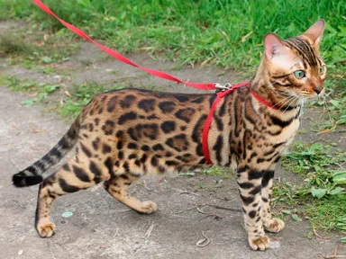 Как выбрать удобную шлейку и поводок для кота: виды, особенности