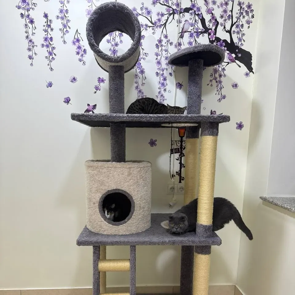 Зоогостинница MyVet фото 2